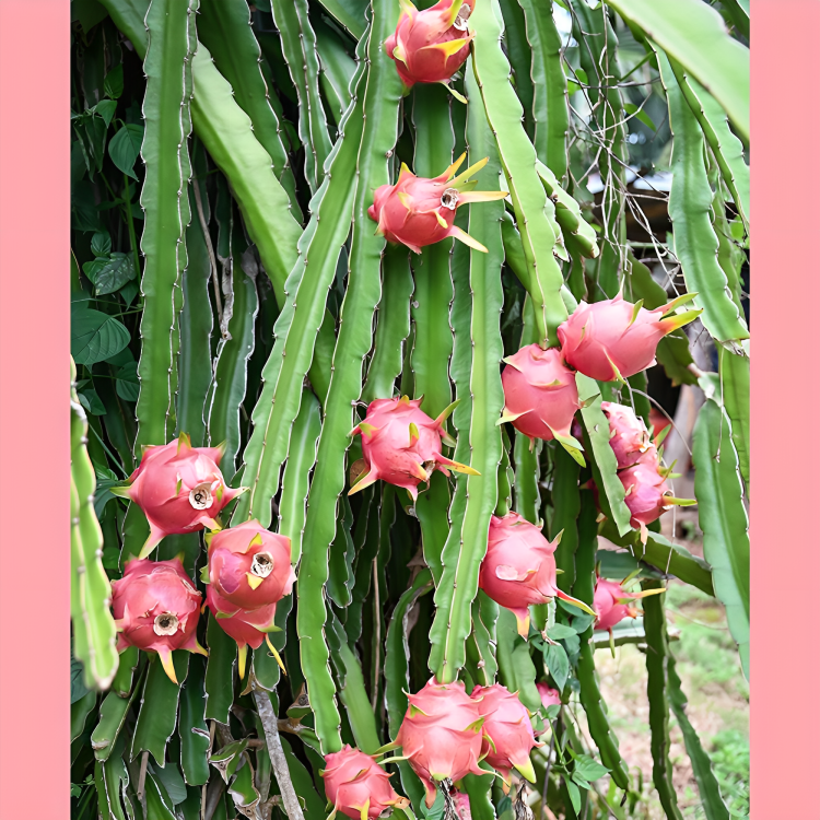 Dragon Fruit