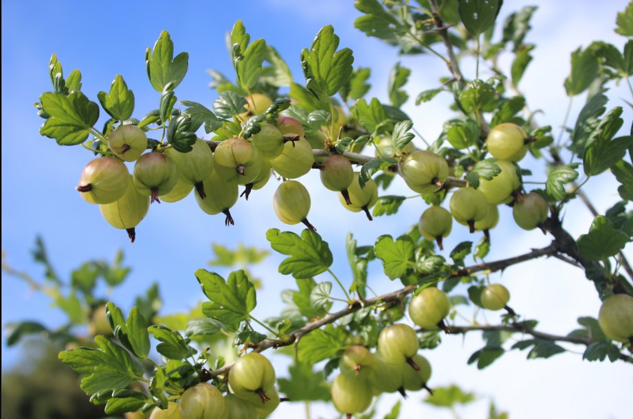 Gooseberry