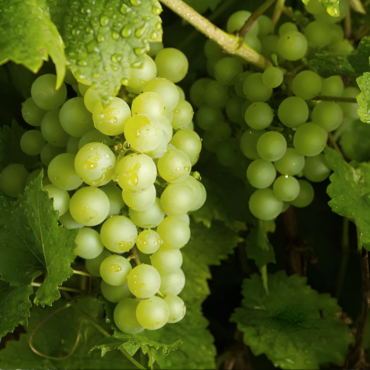 Green Grapes