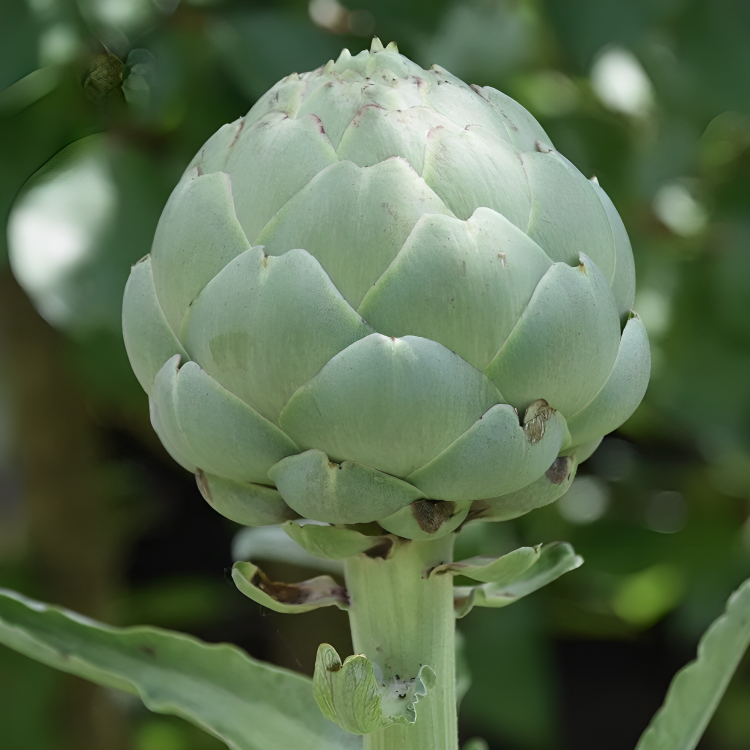 Artichoke