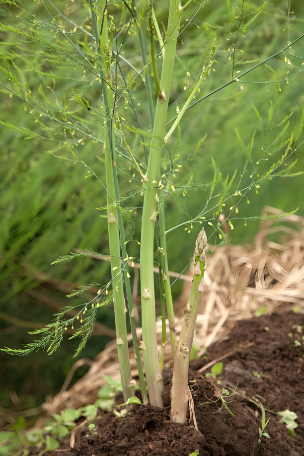 Asparagus